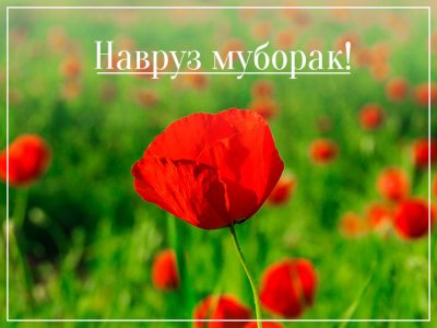 Поздравляю с наступлением светлого праздника Навруз! Поздравляю с наступлением светлого праздника Навруз!